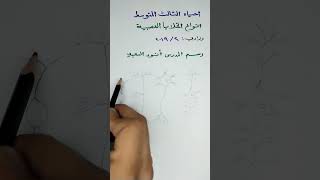 انواع الخلايا العصبية للصف الثالث المتوسط