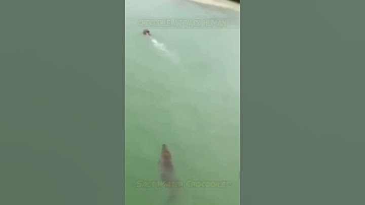 CROCODILE ATTACK | SALT WATER CROCODILE