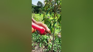 Durien Tree Training Horizontal Branches for Optimal Yield technique