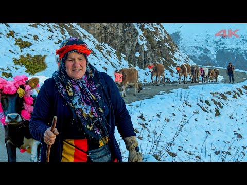 Video: Niyə yaylanı yayla da adlandırırlar?