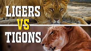 Ligers V Tigons: What's The Difference