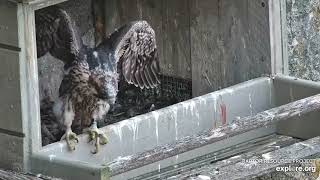 Great Spirit Bluff Falcons: Chance Nest Box Ledge (explore.org 07 10 2021)