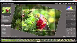 Using the Crop Tool in Lightroom 5