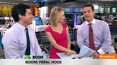 400 Lb. Feral Hogs Terrorize Texas Highways, Farms