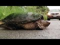 Georgian bay biosphere on turtles at risk