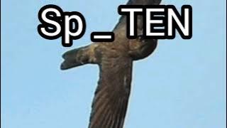 sp ten