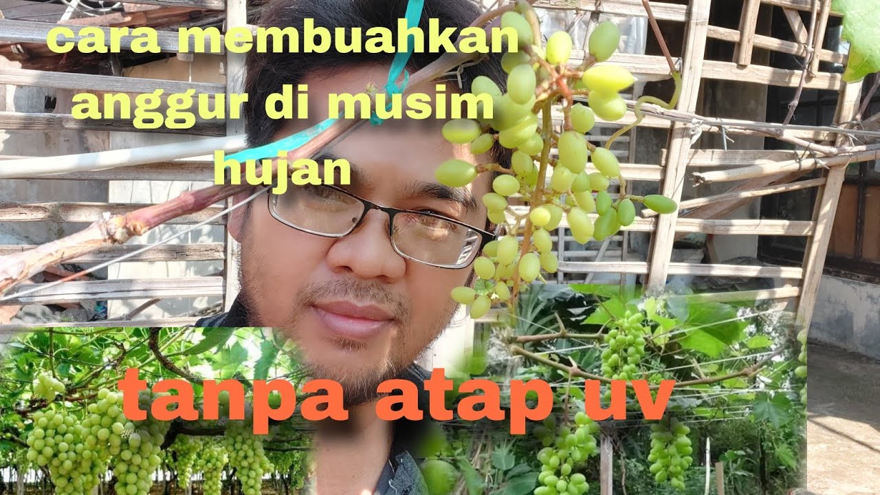 Cara membuahkan pohon anggur di musim hujan tanpa atap uv 