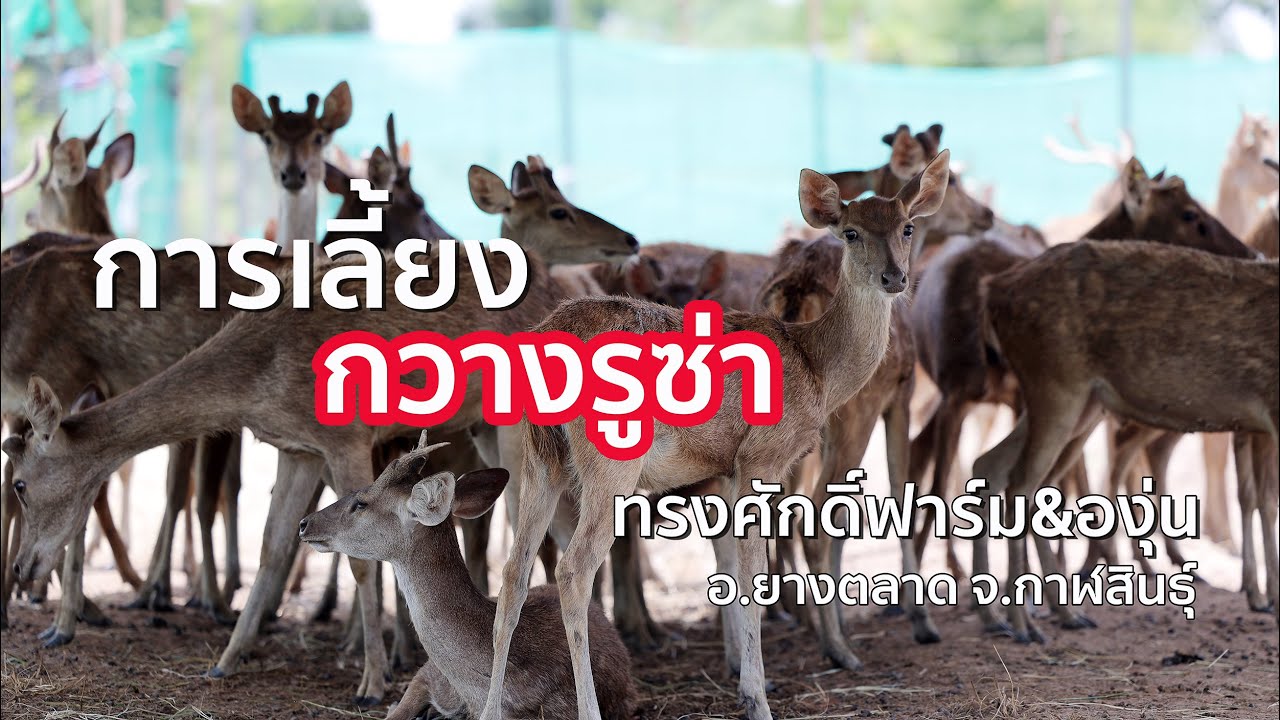 กวางรูซ่า ✅ สัตว์เศรษฐกิจปี 2566 น่าเลี้ยงมั้ย ? [ทรงศักดิ์ฟาร์มกวาง&องุ่น]