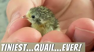 Cute as a Button Quail...