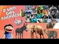 APRENDA O SOM DOS ANIMAIS! | Vídeo Educativo para Crianças
