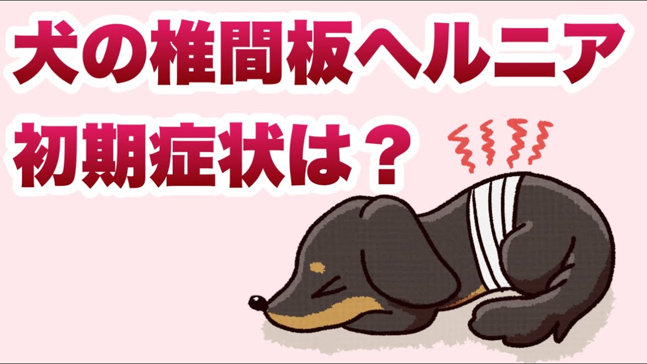 犬の椎間板ヘルニア初期症状について【獣医師解説】