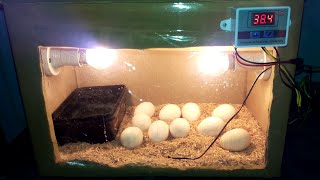 DIY Cardboard box egg incubator | DAY-09 | Rotating Eggs Manually | Birds Palace