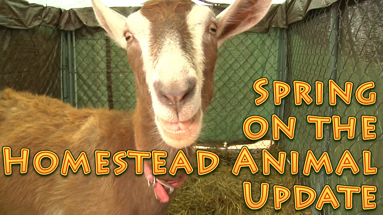 Spring Homestead Animal Update Goats Rabbits Chickens and More 