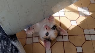 Catch Me Now. 😚🙀 by Oops Meow 79 views 2 years ago 20 seconds