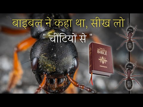 Things Humans Need To Learn From ANTS || Preach The Word Deepak