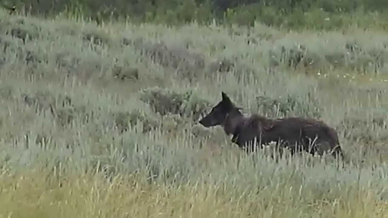 Wolf pack leader (alpha female, 926F) - Lamar valley, Yellowstone - YouTube