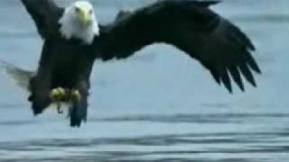 American Eagle catches Salmon fish