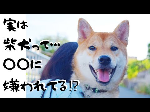 柴犬を散歩中に言われたショックな一言!!実は柴犬って…嫌われてる⁉【甲斐犬・柴犬】