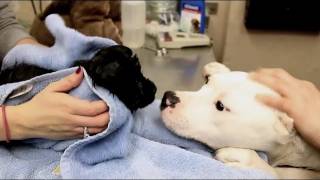 Michigan Humane Society Rescues Puppies from Under Abandoned Home