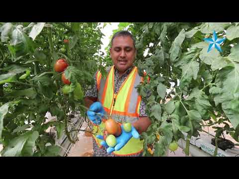 Videó: Larry Ellison elindítja a hidroponikus gazdálkodó céget saját magán szigetén
