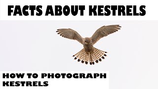 HOW TO PHOTOGRAPH KESTRELS-FACTS ABOUT KESTRELS