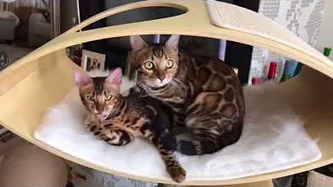 Video 6916601: cattery cats bengal, brown female bengal