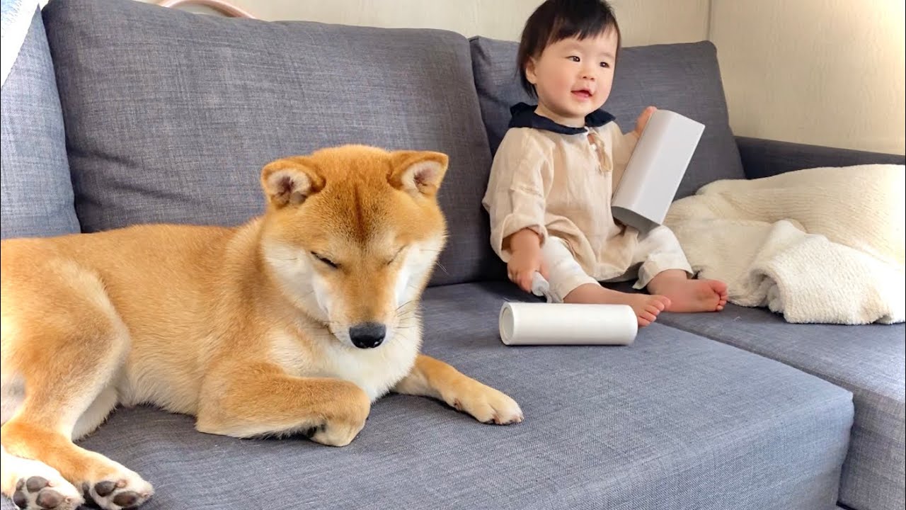 柴犬りんご郎 Shiba Inu Ringoro Youtube Channel Analytics And Report Powered By Noxinfluencer Mobile