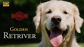 Such cute golden retrievers. Is this the dog of your dreams? by Happy Pets Space 107 views 2 months ago 14 minutes, 28 seconds
