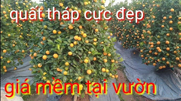 Quất tết 2022 dáng tháp, quất lùm cây đẹp , cần bán vườn quất tết 2022 cây cực chất giá tại vườn