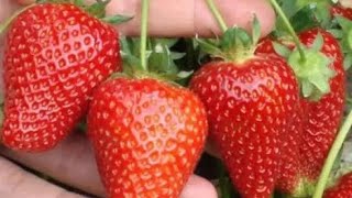 Догляд за полуницею. Обробка та підгодівля🍓