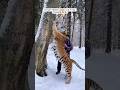 A man raised a tiger cub in his house #shorts