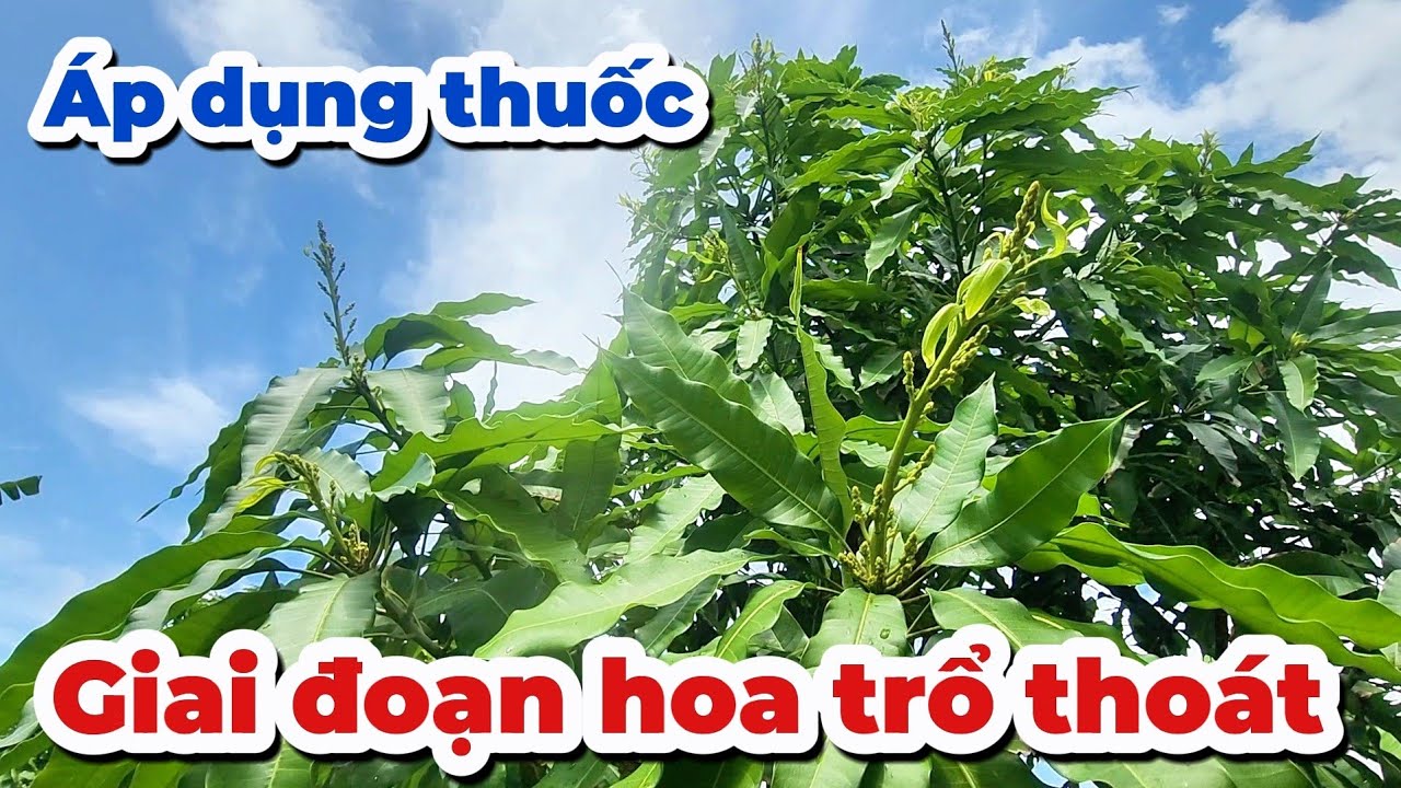 Áp dụng thuốc giai đoạn hoa trổ thoát |GốcCù Lao| #0986289491 #gocculao 