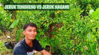 Cara Pebuahan Jeruk Tongheng Dan Nagami