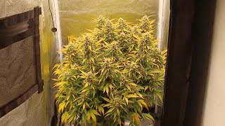 Starting week11 Spiderfarmer SE3000 powerhouse grow Amsterdam Marijuana Seeds Pineapple Express auto