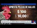 Peleas de gallos, una práctica difícil de controlar en el condado Sonoma