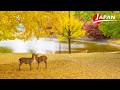 Experience Nara’s Autumn Beauty | Nara, Japan Travel