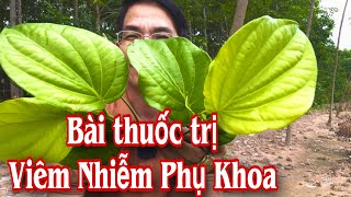 Bài thuốc trị Viêm Phụ khoa. PHAN HẢI Channel