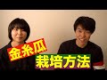 かぼちゃ（金糸瓜）の育て方　歴史や栽培方法 もとなつが選んだ金糸瓜を木村くんがサポート 大学生の野菜栽培