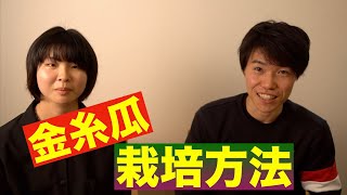 かぼちゃ（金糸瓜）の育て方　歴史や栽培方法 もとなつが選んだ金糸瓜を木村くんがサポート 大学生の野菜栽培