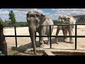 Магда и Дженни любят быть ближе к людям! Тайган. Elephants love to be closer to people! Taigan.