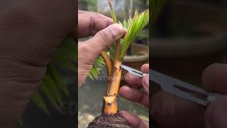 Rahasia Mengerdilkan Daun Bonsai kelapa #coconutbonsai #shortvideo  #bonsaikelapa