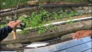 Luring During Rainy Weather @ D'Best Pro Pond