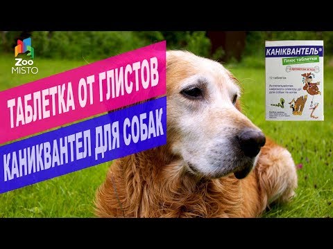 Таблетка от глистов Каниквантел для собак и котов | Обзор таблеток от глистов Каниквантел