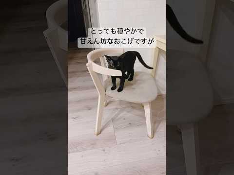 甘えん坊な子猫が凶暴化⁉️😱　#黒猫 #ボンベイ #cat #bombay #猫のいる暮らし #猫 #ねこ #ねこのいる生活
