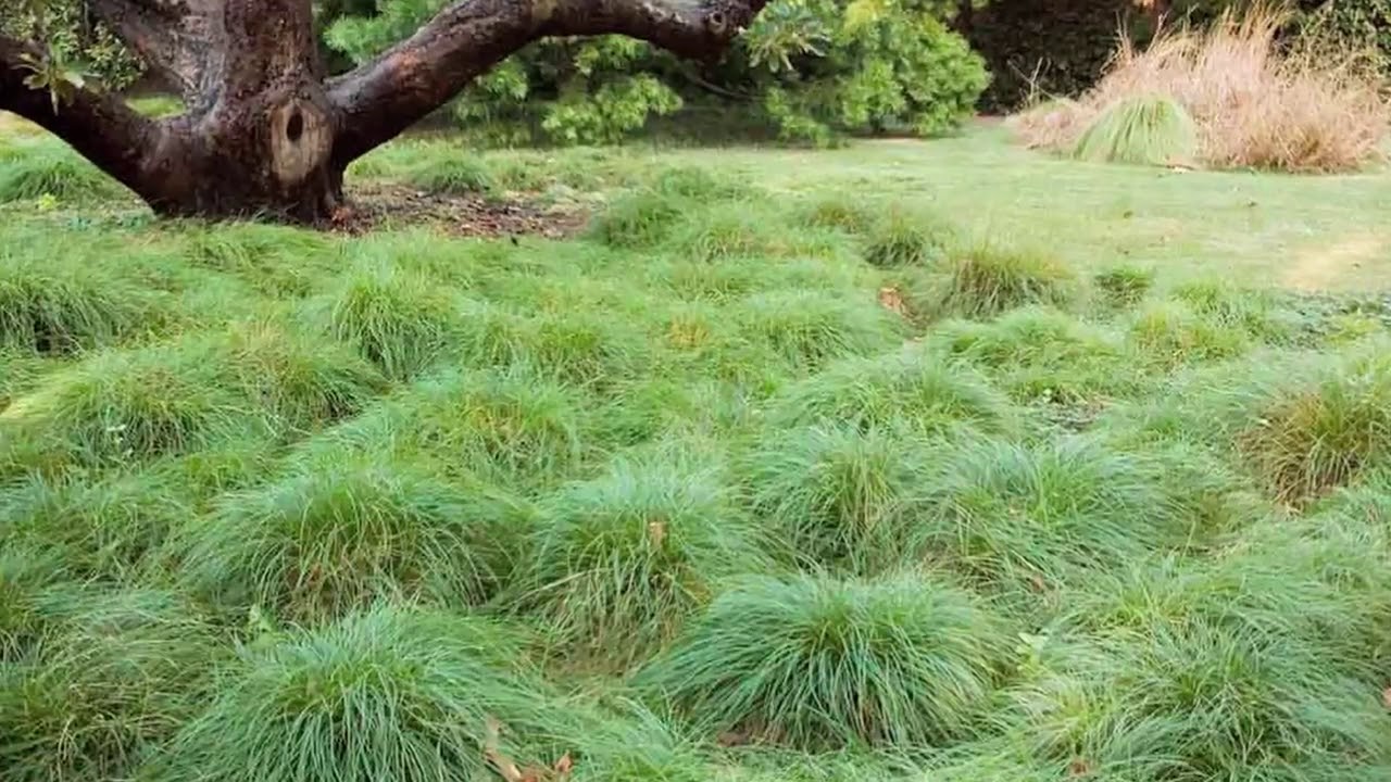 Carex Divulsa 