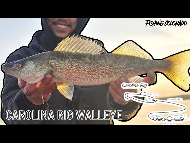 Fall Carolina Rig Walleye Fishing in Colorado 