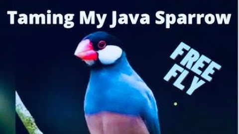 Java Sparrow Hand Taming & Free Fly Training
