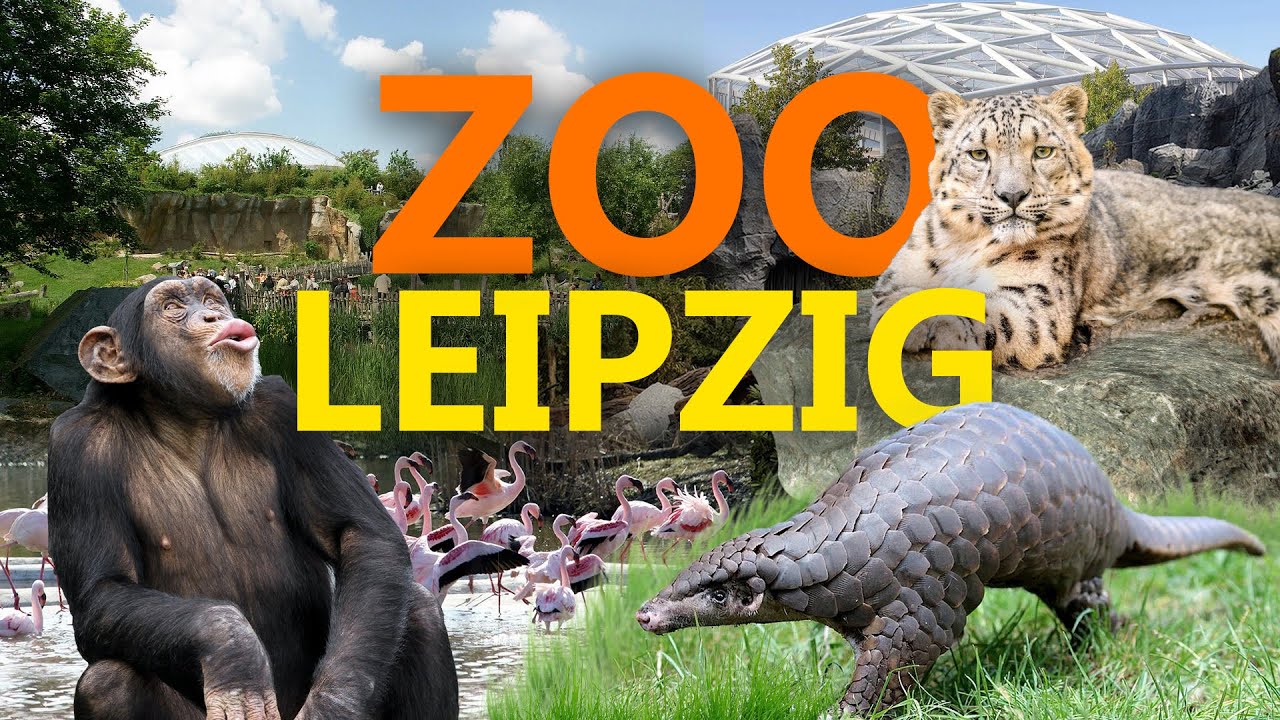 Ein ganz normaler Tag im Zoo Berlin | Panda, Gorilla und Co.