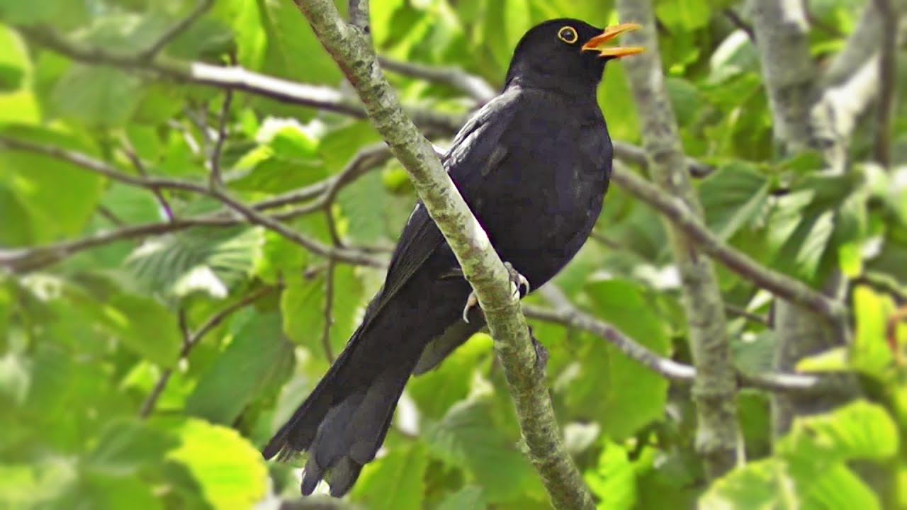 Blackbird Singing in The Garden Birds Singing YouTube