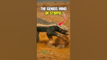 Stoffel The Honey Badger Makes Stairs out of Mud😯